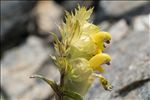 Rhinanthus glacialis Personnat