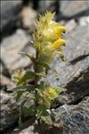 Rhinanthus glacialis Personnat