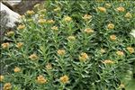 Rhodiola rosea L.