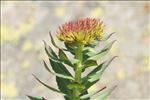 Rhodiola rosea L.