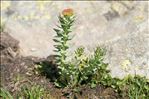 Rhodiola rosea L.
