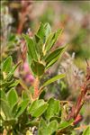 Rhododendron hirsutum L.
