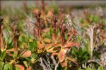 Rhododendron hirsutum L.