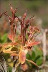 Rhododendron hirsutum L.