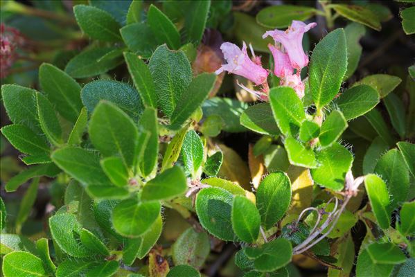 Rhododendron hirsutum L.