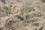 Romulea columnae subsp. coronata (Merino) Lainz