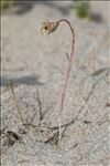 Romulea columnae subsp. coronata (Merino) Lainz