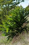 Ailanthus altissima (Mill.) Swingle