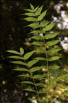 Ailanthus altissima (Mill.) Swingle