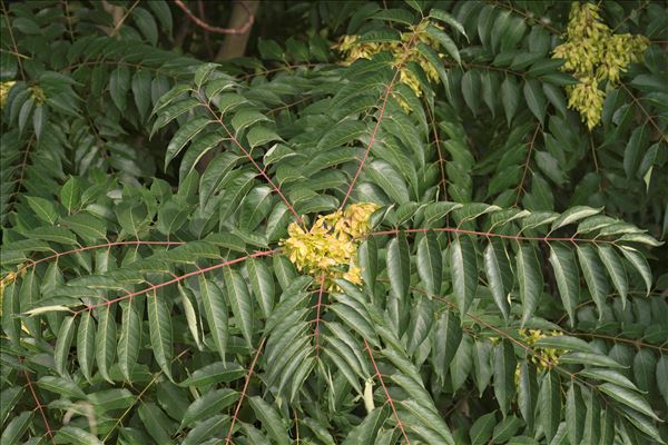 Ailanthus altissima (Mill.) Swingle