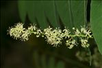 Ailanthus altissima (Mill.) Swingle