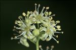 Ailanthus altissima (Mill.) Swingle