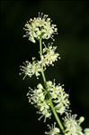 Ailanthus altissima (Mill.) Swingle