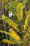 Ailanthus altissima (Mill.) Swingle