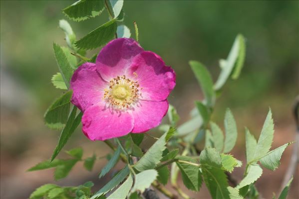 Rosa pendulina L.