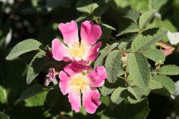 Rosa villosa L.