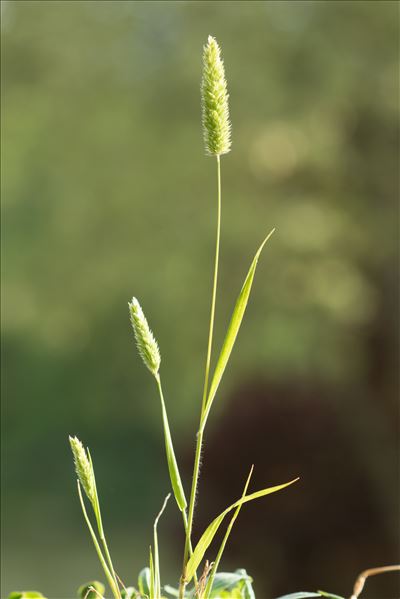 Rostraria cristata (L.) Tzvelev