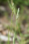 Danthonia decumbens (L.) DC. subsp. decumbens