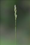 Danthonia decumbens (L.) DC.