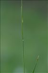 Danthonia decumbens (L.) DC.