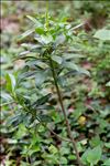 Daphne laureola subsp. philippi (Gren.) Nyman