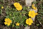 Potentilla aurea L. subsp. aurea