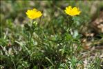 Potentilla aurea L. subsp. aurea