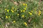 Potentilla aurea L. subsp. aurea