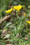 Potentilla aurea L. subsp. aurea