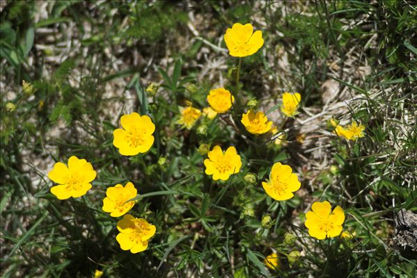 Potentilla aurea L. subsp. aurea