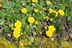 Potentilla aurea L.