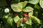Rubus saxatilis L.