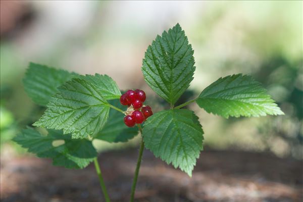 Rubus saxatilis L.