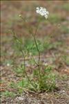 Daucus carota subsp. gadecaei (Rouy & E.G.Camus) Heywood
