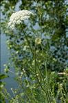 Daucus carota subsp. gadecaei (Rouy & E.G.Camus) Heywood
