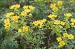 Ruta chalepensis L.