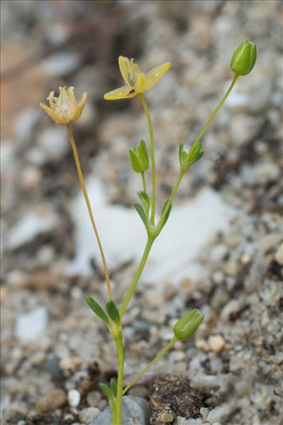 Sagina maritima G.Don