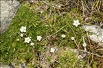 Sagina pilifera (DC.) Fenzl