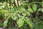 Salix appendiculata Vill.