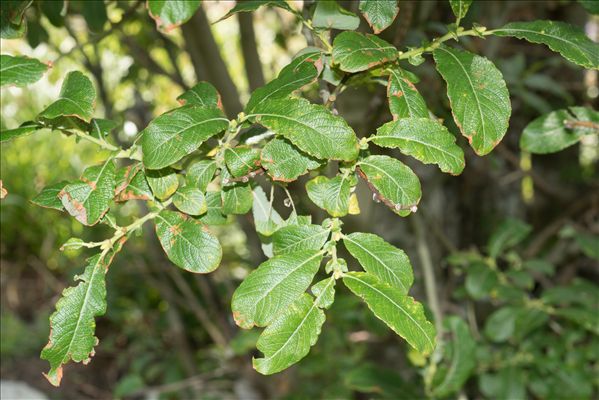 Salix appendiculata Vill.