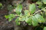 Salix appendiculata Vill.