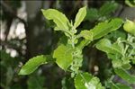 Salix appendiculata Vill.