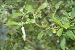 Salix appendiculata Vill.