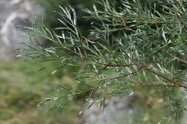 Salix eleagnos Scop. subsp. eleagnos