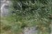 Salix eleagnos subsp. angustifolia (Cariot & St.-Lag.) Rech.f.