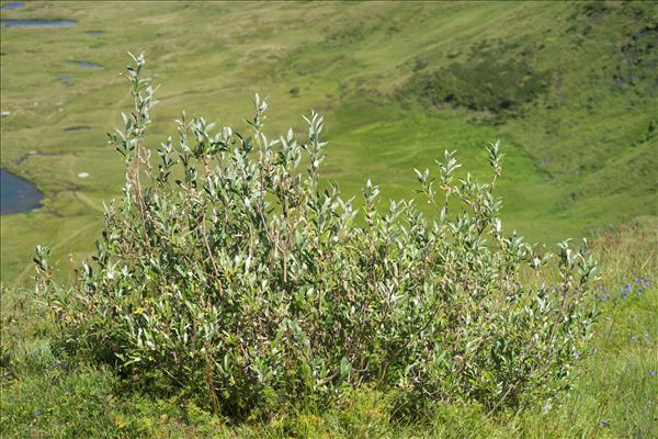 Salix glaucosericea Flod.