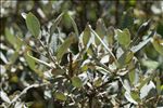 Salix glaucosericea Flod.