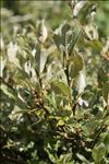 Salix helvetica Vill.