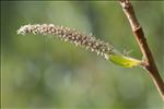 Salix helvetica Vill.