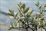 Salix lapponum L.